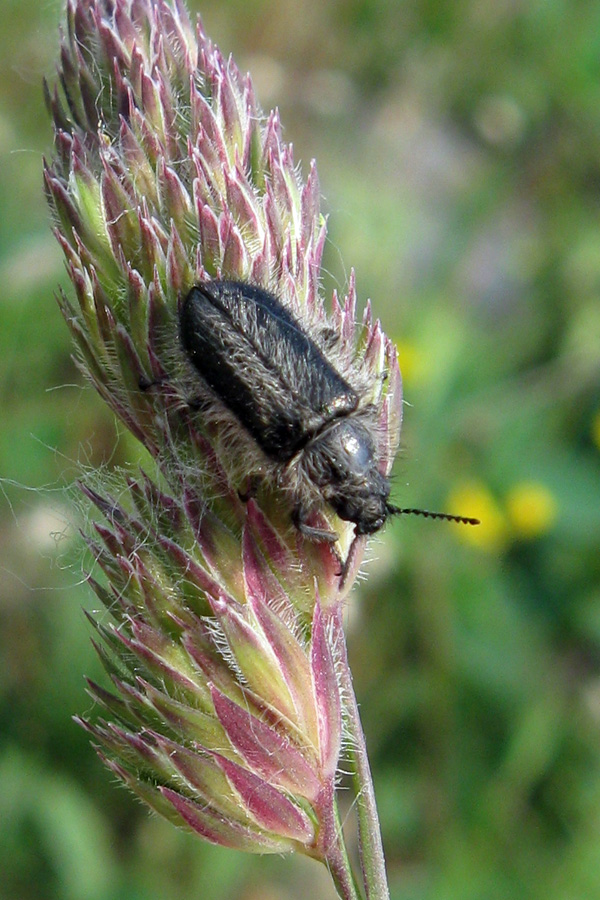 Enicopus cf. pilosus (Dasytidae)